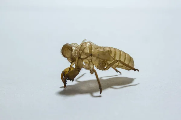 白色背景的 Cicada — 图库照片