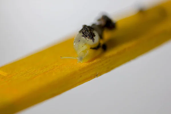 Een Zeer Kleine Slak Met Een Gele Shell — Stockfoto