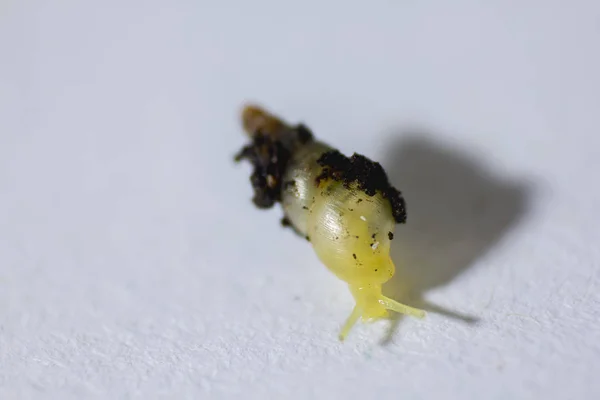 Schnecke Ist Sehr Klein — Stockfoto