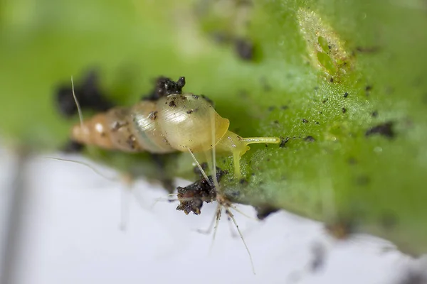 Kleine Schnecke Auf Dem Kaktus — Stockfoto