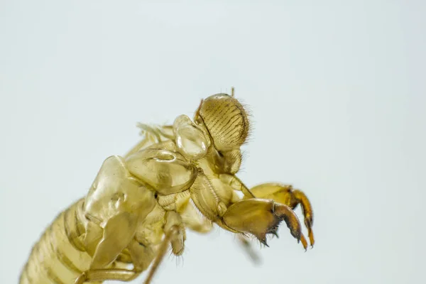 Coquille Cicada Sur Fond Blanc — Photo