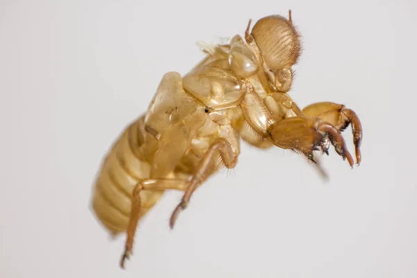 Cáscara Cicada Sobre Fondo Blanco —  Fotos de Stock