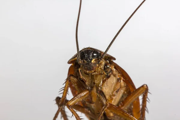 Overblijfselen Van Dode Kakkerlakken — Stockfoto