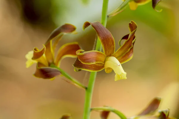 Gula Orkidéer Naturen — Stockfoto