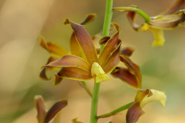 Gula Orkidéer Naturen — Stockfoto