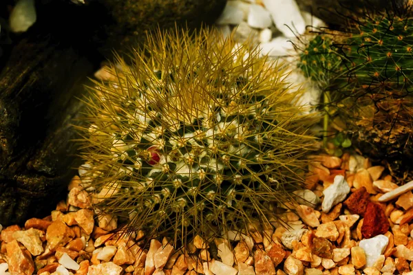 Cactus Popular Plant Cultivate — Stock Photo, Image