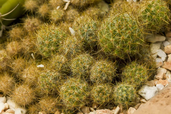 Cactus Una Planta Popular Para Cultivar —  Fotos de Stock
