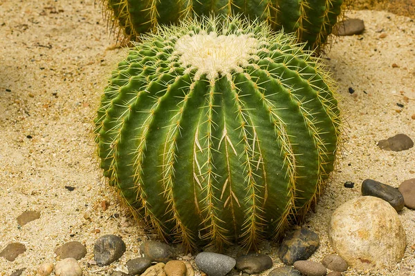 Echinocactus Grusonii Hilda Cactus Uma Cultivar Popular — Fotografia de Stock