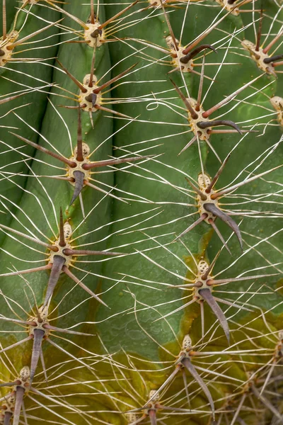 Кактус Популярное Растение Выращивания — стоковое фото