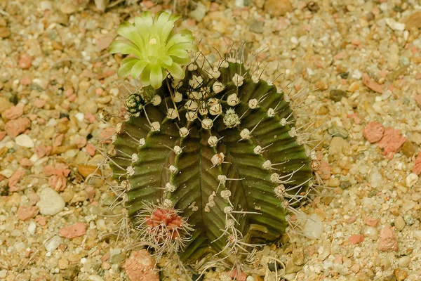 Cactus Uma Planta Popular Para Cultivar — Fotografia de Stock