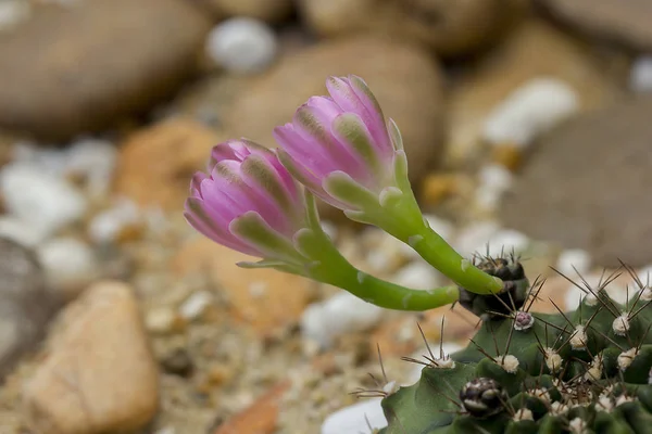 Gymnocalycium Mihanovichii Flores Estão Florescendo Rosa — Fotografia de Stock