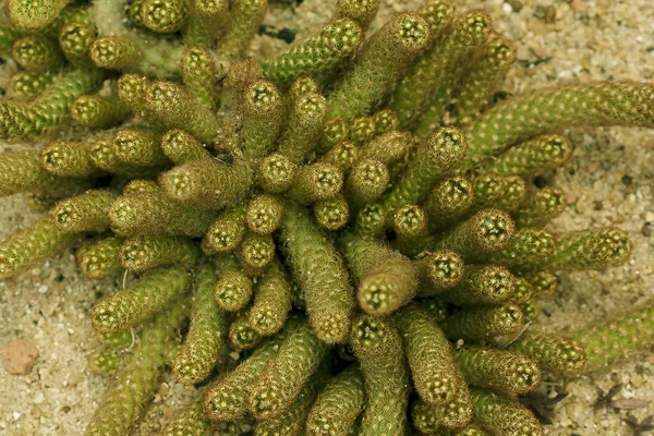 Mammillaria Elongate Популярный Cactus Cultivar — стоковое фото