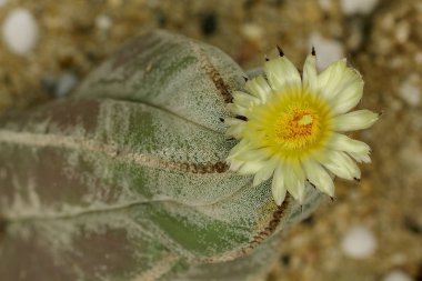 Astrofizum myriostigma doğada