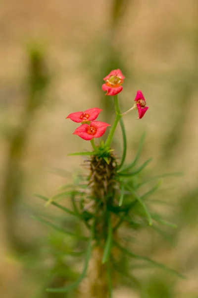 Euphorbia Xolebei Dans Nature — Photo