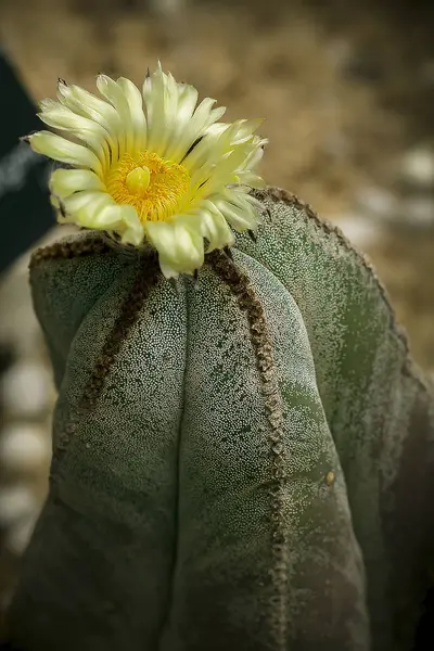 Astrophytum Myriostigma Natureza — Fotografia de Stock