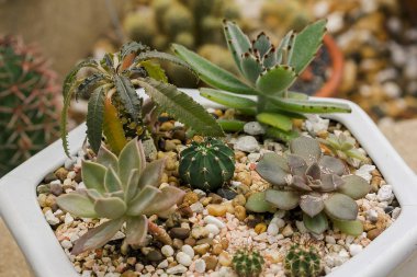 Küçük kaktüs kaplarda ekili