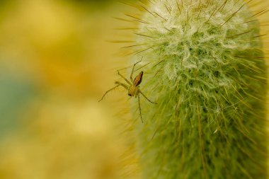Bir kaktüsün üzerinde örümcek