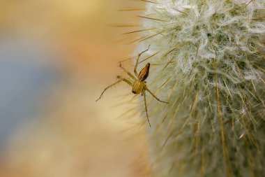 Bir kaktüsün üzerinde örümcek