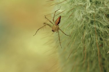 Bir kaktüsün üzerinde örümcek