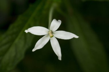 Doğada Kopsia fruticosa