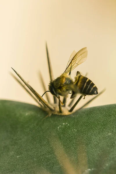 Μέλισσα Πεθαίνει Ένα Μυτερό Ακίδα — Φωτογραφία Αρχείου
