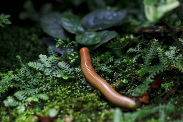 Millipede Rock Moss Covered — Stock Photo, Image