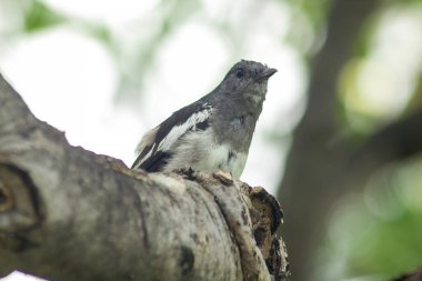 Copsychus saularis ağaç