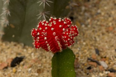 Doğada Gymnocalycium mihanovichii