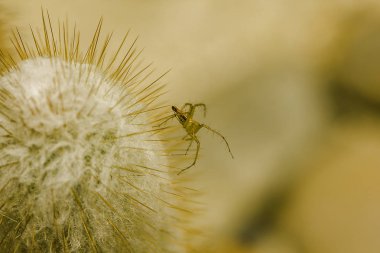 Kaktüsün üstüne küçük bir kahverengi örümcek.