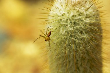 Kaktüsün üstüne küçük bir kahverengi örümcek.