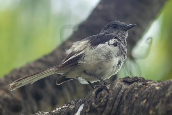 Copsychus Saularis Boom — Stockfoto