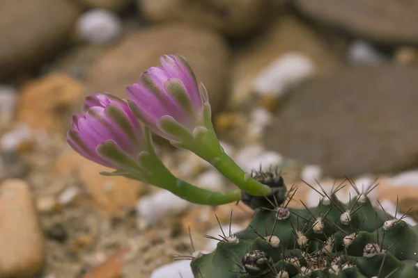 Sulcorebutia Gerosenilis Красивой Природе — стоковое фото