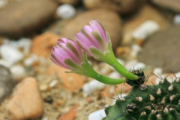 Sulcorebutia Gerosenilis Bela Natureza — Fotografia de Stock