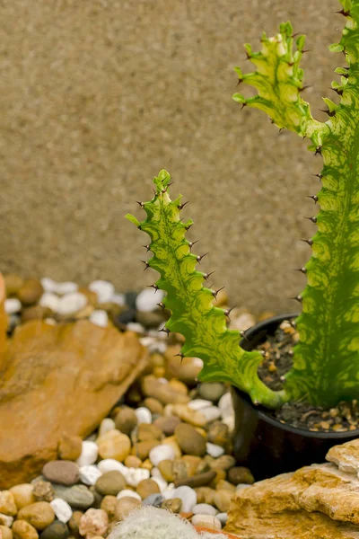 Euphorbia Lacei Craib Outra Espécie Planta Ornamental — Fotografia de Stock