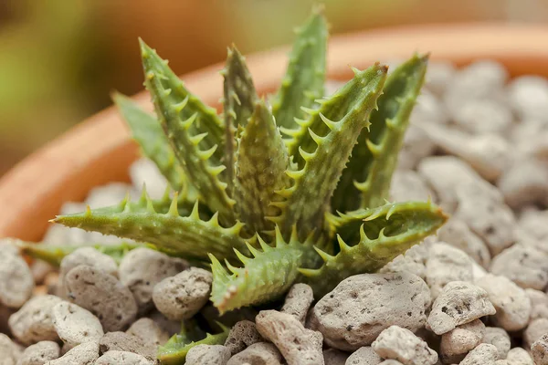 Aloe squarrosa küçük bir kaya üzerinde bulunan.