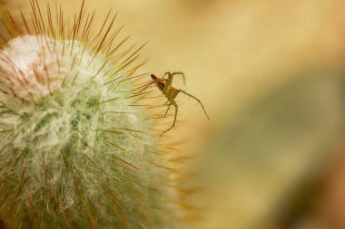 Kaktüsün üstüne küçük bir kahverengi örümcek.