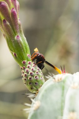 Vespula germanica üzerinde çiçekler var.