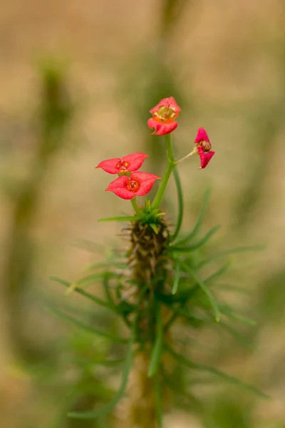 Euphorbia Xolebei Dans Nature — Photo