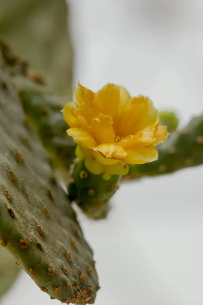 Opuntia Falcata Tem Flores Amarelas Uma Árvore Tronco Longo — Fotografia de Stock