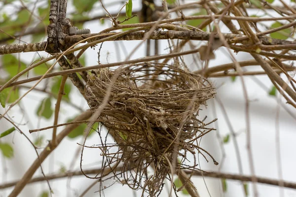 Bird Nest Nature Steel Frame — Stock Photo, Image