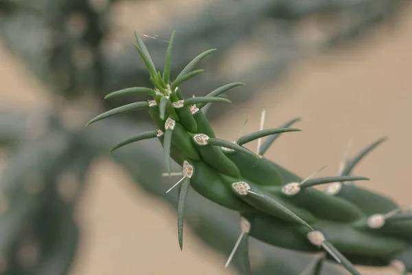 Miqueliopuntia Tipo Cactus —  Fotos de Stock