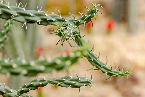 Miqueliopuntia Egy Olyan Típusú Kaktusz — Stock Fotó