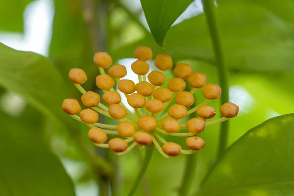 Hoya Kerrii Thailand Gefunden — Stockfoto