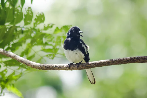 Copsychus Een Tak — Stockfoto