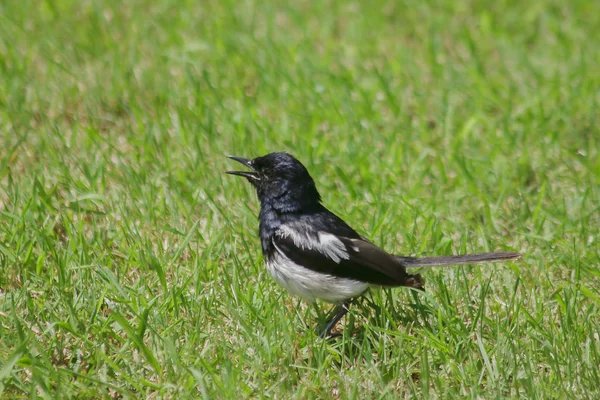 Copsychus Está Gramado Verde Livre — Fotografia de Stock