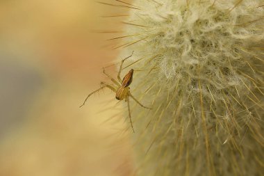 Bir kaktüsün üzerinde örümcek