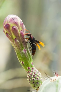 Vespula germanica üzerinde çiçekler var.
