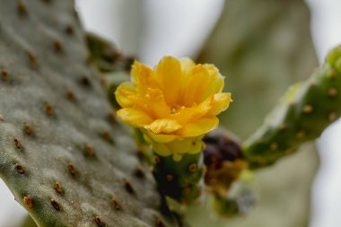Opuntia falcata sarı çiçekleri ve uzun saplı bir ağaç.