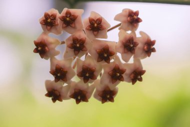 Hoya kerrii Tayland bulundu