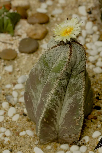 Astrophytum Myriostigma Naturaleza —  Fotos de Stock